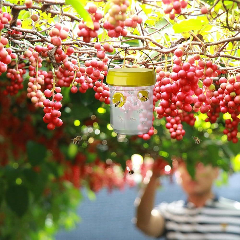 Insect Fruit Fly Traps