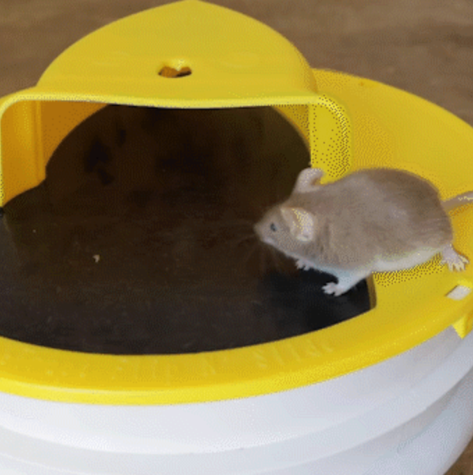 Bucket Lid Mouse Trap