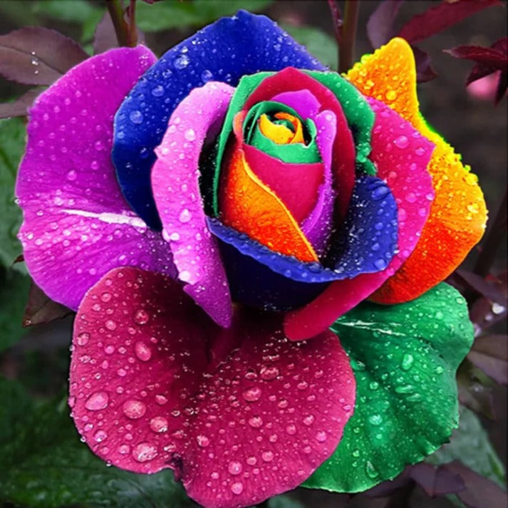 Rainbow Rose Seeds
