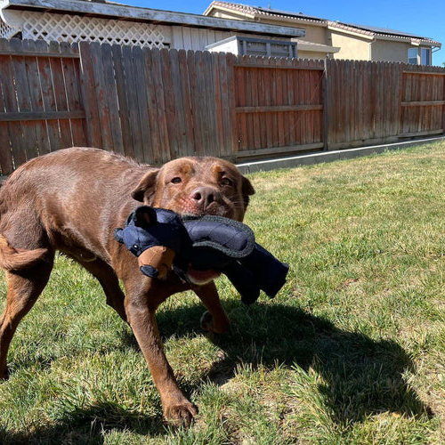 Indestructible & Interactive Bear Dog Toys For Heavy Chewers