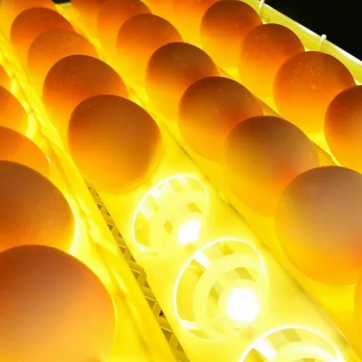Egg Incubator Automatic Chicken Quail Egg Hatcher 24 Eggs