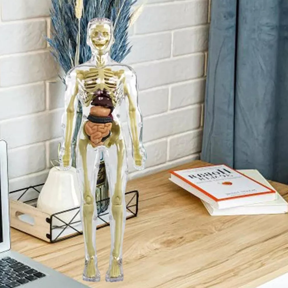 3d Human Body Torso Model for Kids | Anatomy Model Skeleton