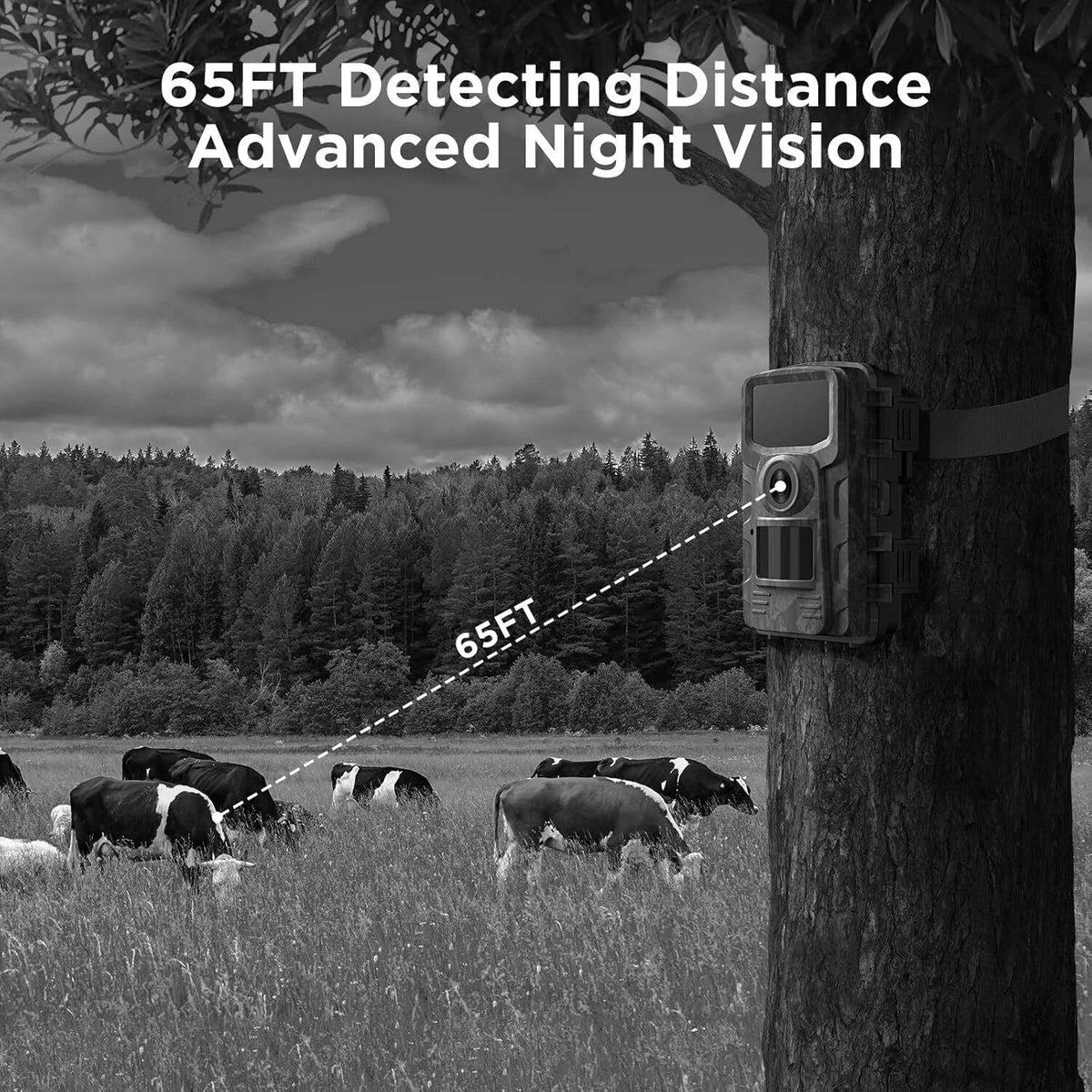 Night Vision Outdoor Wildlife Animal Camera